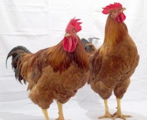 Breed csirkék redbro teljes leírást, ábrák, fotók