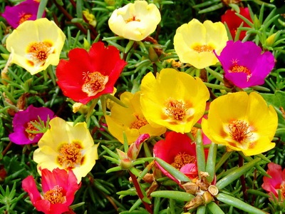 Porcsin fotók virágok és egyre növekvő - Virágok Enciklopédia
