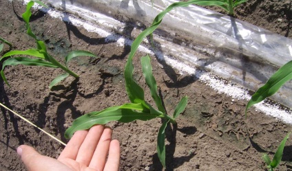 Ültetés kukorica, kicsírázott magoncok és sadim nyílt terepen