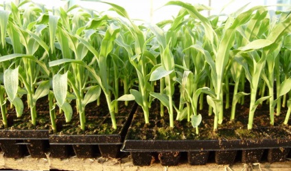 Ültetés kukorica, kicsírázott magoncok és sadim nyílt terepen