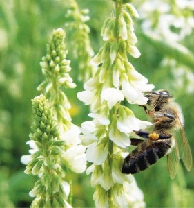 Ültetés, palántázás méz növények