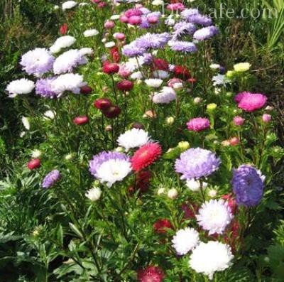 Ültetés virágok május, mely növények és virágok alkalmasak a májusi ültetés