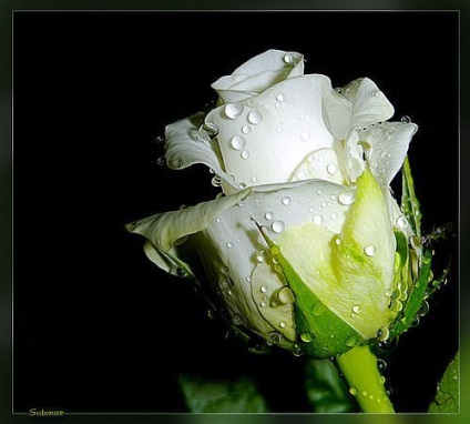 Nézd, milyen csendben sír rózsa