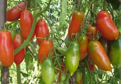 Szabályok a választott paradicsom fajták termesztése