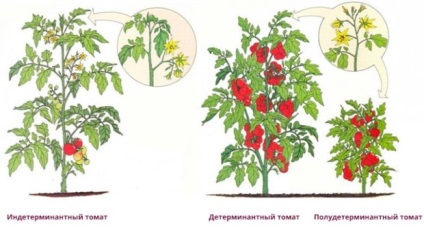 Szabályok a választott paradicsom fajták termesztése