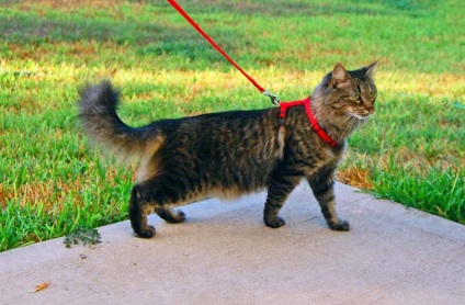 Megfelelő hám macskáknak hogy melyiket válassza, hogyan válasszuk ki a kábelköteg, amely biztonságos macskáknak