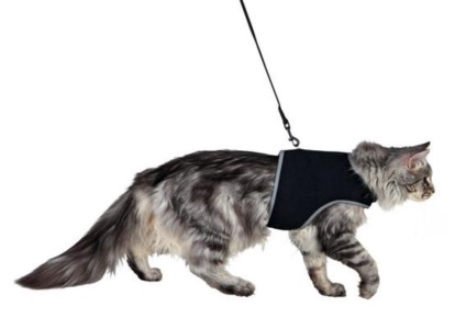 Megfelelő hám macskáknak hogy melyiket válassza, hogyan válasszuk ki a kábelköteg, amely biztonságos macskáknak
