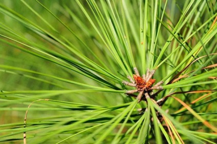 Az alkalmazás és előnyös tulajdonságait a fenyő illóolaját Hair