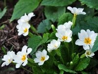 Primrose - előfutárai rugó (kankalin ültetés és gondozás) Primrose - hírnökei a tavasz