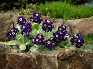 Primrose - előfutárai rugó (kankalin ültetés és gondozás) Primrose - hírnökei a tavasz