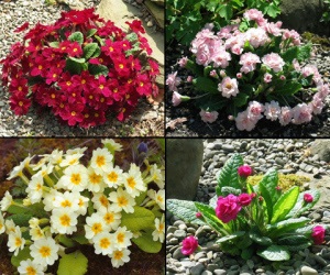 Primrose - előfutárai (rugós) Primrose - hírnökei a tavasz