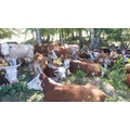 Adásvételi szarvasmarha tehén, bikaborjakból, borjak, üszők, árak agráripar piacon