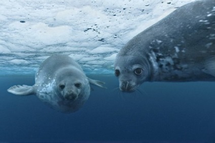 A munka leírása oceanográfus, ahol megtanulják a szükséges tulajdonságokat