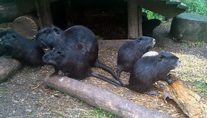 Ipari tenyésztési nutria otthon kezdőknek, mint egy üzleti karbantartás és gondozás, (kezdő) Ipari tenyésztési nutria otthon kezdőknek, mint egy üzleti karbantartás és gondozás,