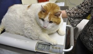 Propian sterilizált macskák tartomány és a takarmány összetételét