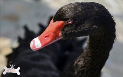 Bird Black Swan - kegyelem és a veszély!
