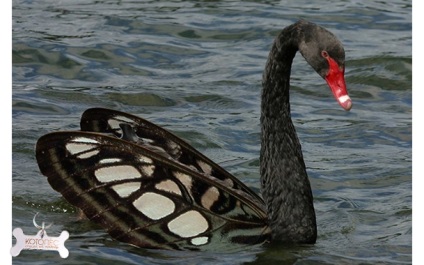 Bird Black Swan - kegyelem és a veszély!