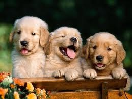 Színező - kutyák