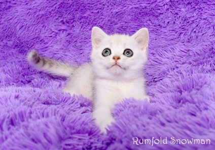 Rumfold (rumfold) elit macskák szaporodnak tenyészetben -lidiruyuschy Scottish fold és az amerikai
