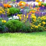 Garden folyamatos virágzás (36 fotó) érzékeny korán virágzó kerti fák, virágok, fotó- és