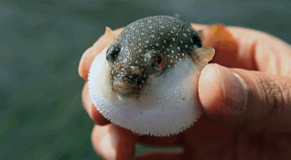 A legveszélyesebb csemege a világon - fugu