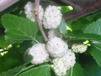 Mulberry Mulberry (Morus alba L