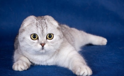Skót macska (50 kép), piros Fold skót fajta szürke cica, videó
