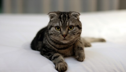 Skót macska (50 kép), piros Fold skót fajta szürke cica, videó