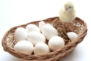 Hány tojást egy tyúk egy nap átlagosan