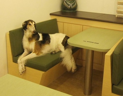Dog Cafe (kutya café) Szöul