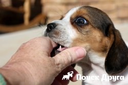 Dog Bites - okai, hogyan elválasztott gyerek, mit kell tenni