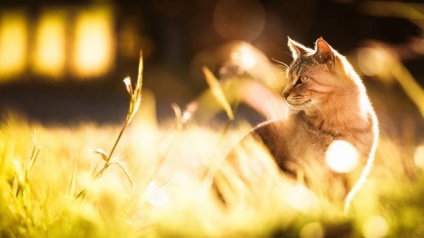 Solar macskák fényképész Seydzhi Mamiya - Fair Masters - kézzel készített, kézzel készített