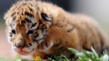Álomértelmezés tigris egy álom, amit egy álom tigris