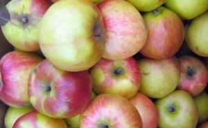 A különböző alma rumyanka Szverdlovszk leírás fotók vélemények