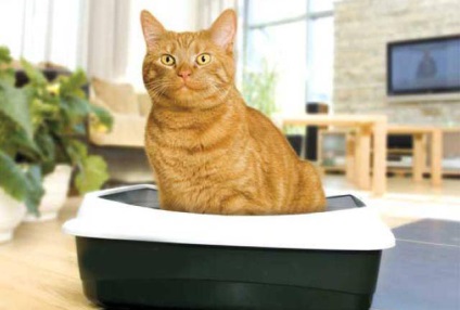 Tippek, hogyan kell használni az ásványolajat székrekedés macskáknál vagy cica