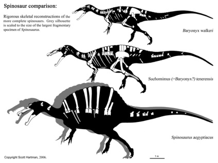 Spinosaurus - Spinosaurus, Spinosaurus fotó képeket, gyíkok régi hüllő hüllők fosszilis