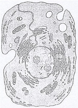 Szerkezete eukarióta sejtek