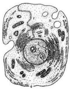 Szerkezete eukarióta sejtek