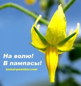 Paradicsom egy nyílt terepen a Ural (paradicsom) Paradicsom egy nyílt terepen az Urál