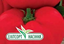 Paradicsom óriás bíbor vélemények és fotók leírását az óriás fajta, magassága (fotó) Paradicsom óriás bíbor vélemények és fotók a fajta leírását Giant, magasság