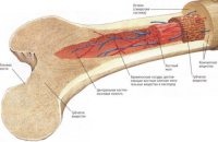 Трабекулярной набряк кісткової тканини - причини і методи лікування