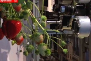 A hagyományos módja Krymu ültetés eper, eper Frigo (telepítési) A hagyományos módja Krymu ültetés eper, eper Frigo