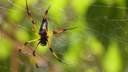 A tudósok újra egy nagy teherbírású web Spider-Man (web) A tudósok újra egy nagy teherbírású web Spider-Man
