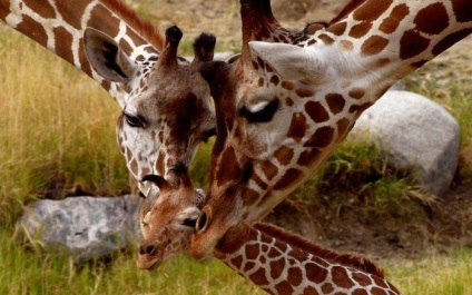 Meglepő tények a zsiráfok - női világ