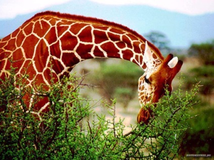 Meglepő tények a zsiráfok - női világ