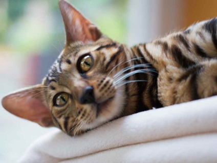 У кішки після пологів кров'яні виділення небезпечно і що робити