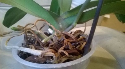 Orchideák száraz gyökerei, mit kell tennie, vizsgálja felül a fő oka