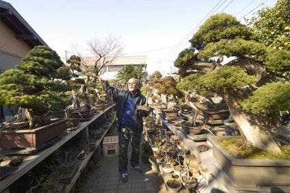 Hallja a hangokat, a mester bonsai kavabe Takeo információkat Japán
