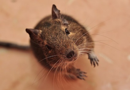 Gondozása mókus degus otthon