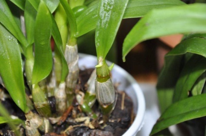 Care Dendrobium orchidea termesztés, a kiültetés és öntözés